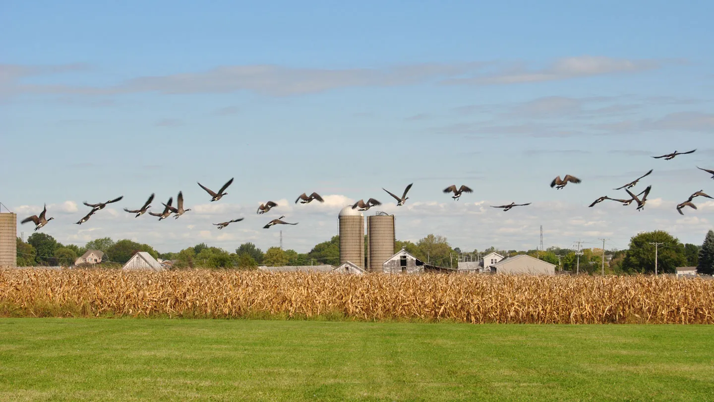 Evolving Bird Flu Strains Challenge Global Efforts to Protect Farm Flocks