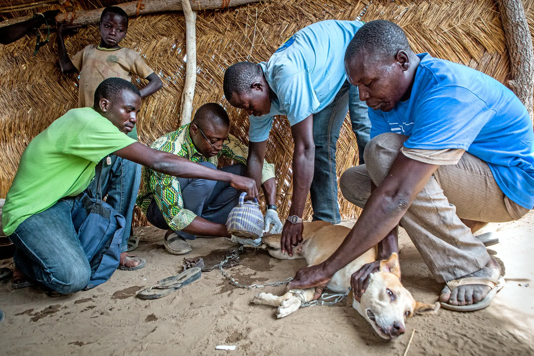 Guinea Worm Makes a Comeback—This Time in Dogs, Threatening Global Eradication Goals Guinea Worm Makes a Comeback—This Time in Dogs, Threatening Global Eradication Goals