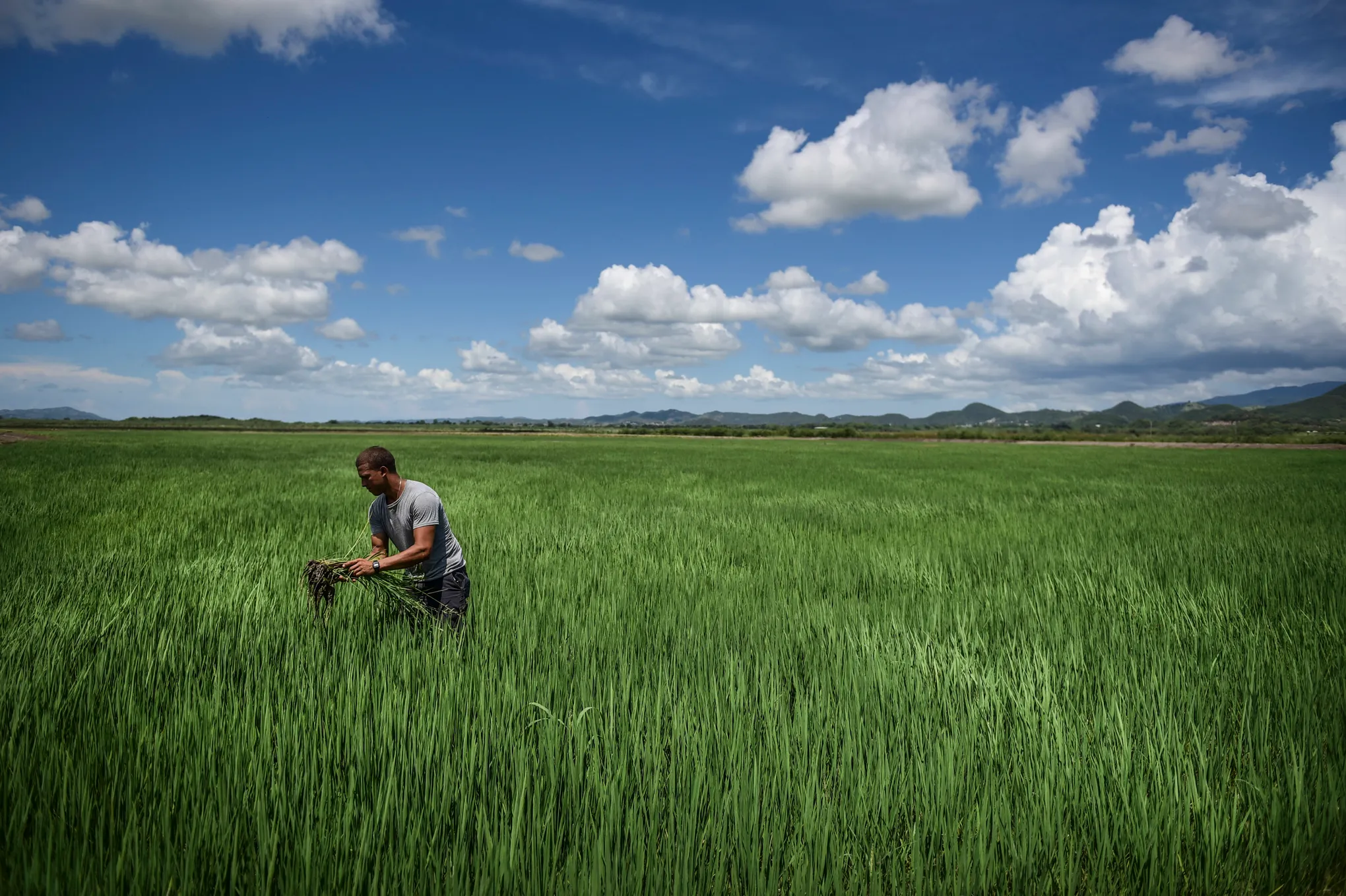 Puerto Rico Farmers Push for Agricultural Reforms to Strengthen Local Food Production